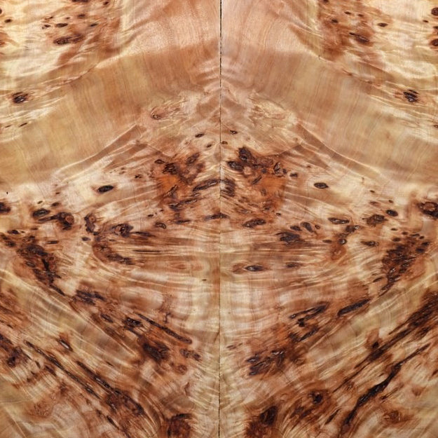 POPLAR BURL wood grain sample
