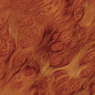 REDWOOD BURL wood grain sample
